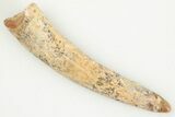 1.2" Fossil Pterosaur (Siroccopteryx) Tooth - Morocco - #201987-1